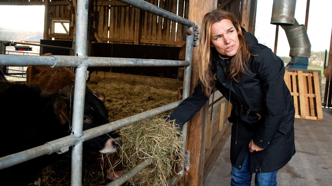 Den 13 januari träffar landsbygdsminister Anna-Caren Sätherberg (S) nationella skogsprogrammets programråd för första gången. Tre organisationer har gjort ett inspel till ministern inför mötet.