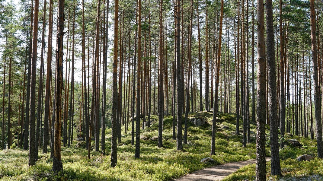 Det är bra att vi nu för första gången diskuterar det rimliga i ett skogsbruk som bedrivs mitt under häckningstiden, skriver debattören.