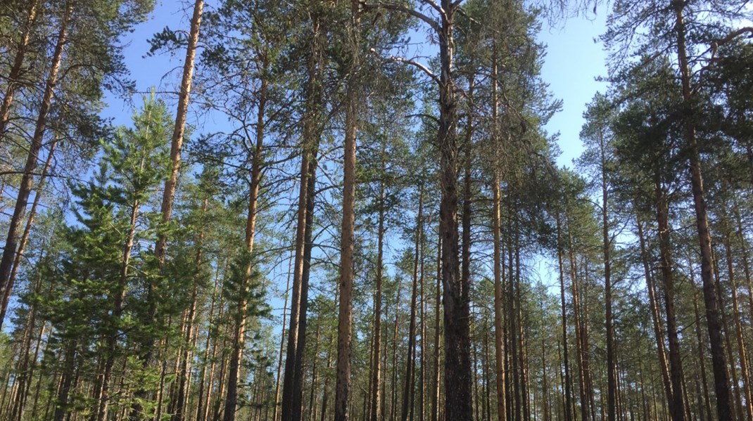 Det saknas en samlad definition av vad som är ett hållbart skogsbruk, även inom skogsbruket. Inte heller skogens forskare och lärare är överens, skriver debattörerna.