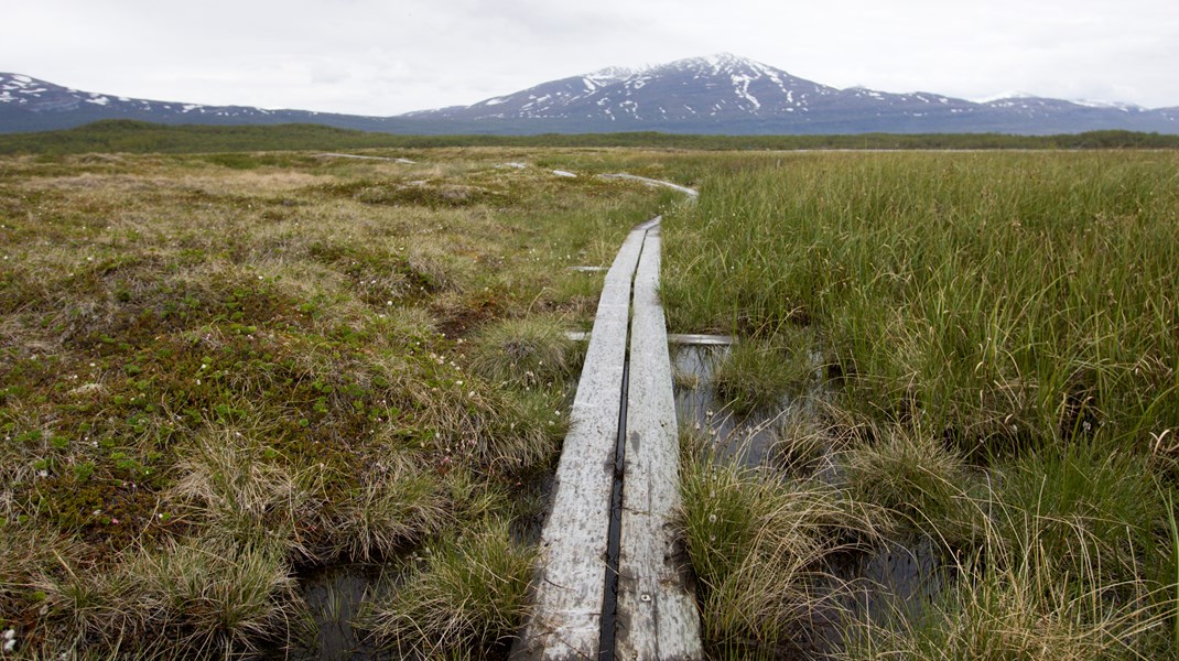 Myrmarker i Stordalens naturreservat strax söder om Abisko. 