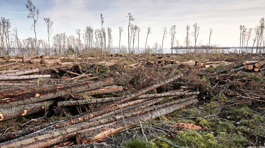 ”Skogsbruket behöver ställa om till ett naturnära skogsbruk”.