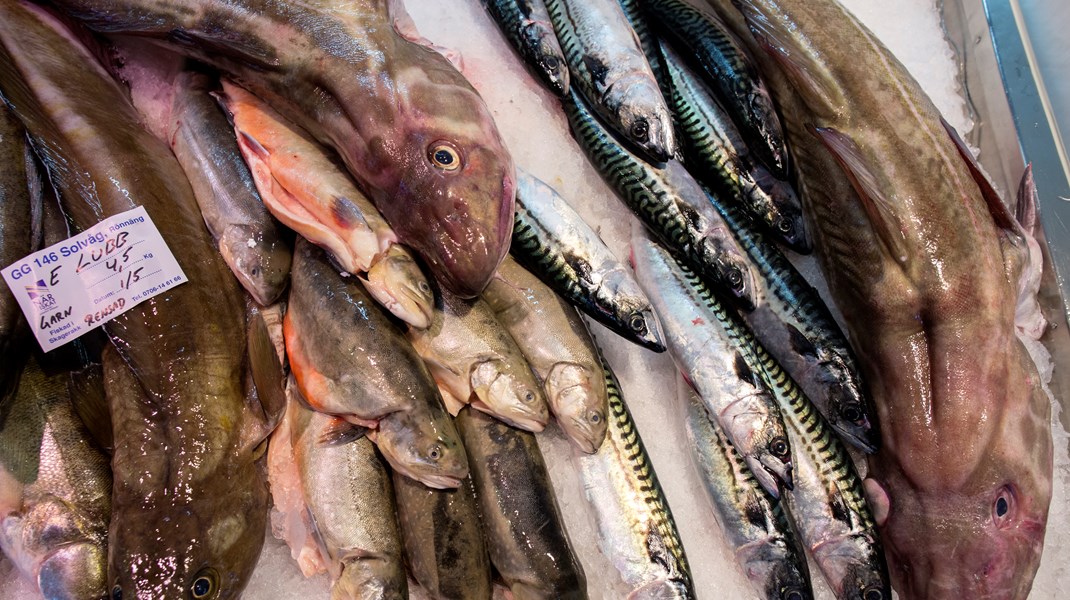 Fiskfångsterna har minskat för kustfiskarna, skriver debattörerna. 