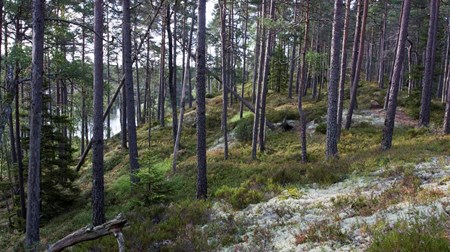 Asylsökande kan få röja i naturen