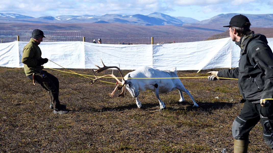 Greenpeace och Amnesty: Ge samerna större inflytande över skogspolitiken