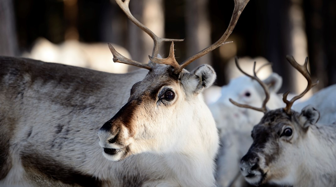 Infekterad helikopterkonflikt i Kirunafjällen