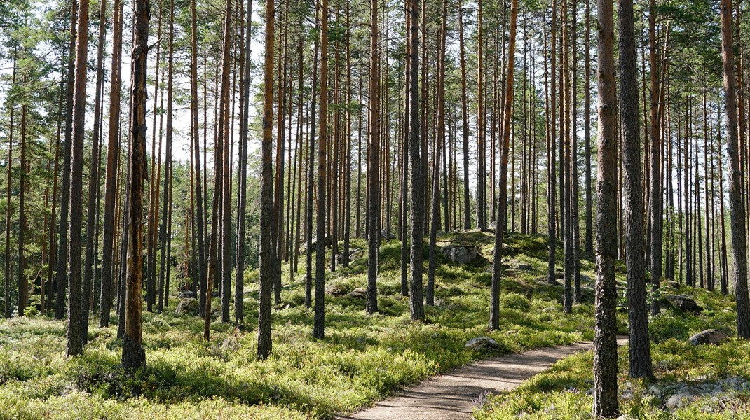 Friluftsfrämjandet: Livsviktigt med vardagsnära natur