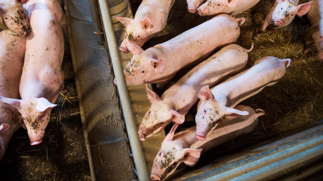 De gröna basnäringarnas småföretag kan inte ensamma bära den osäkerhet och de ekonomiska risker som potentiellt föreligger. 