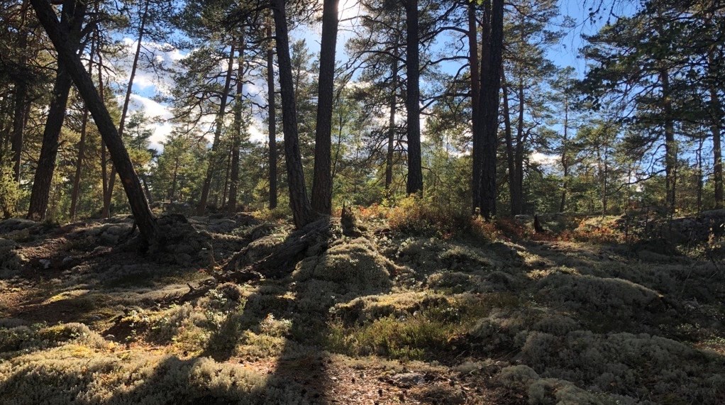 Högsta domstolen tar upp frågan om skogsägares rätt till ersättning när skogsbruket begränsas med hänvisning till artskydd.