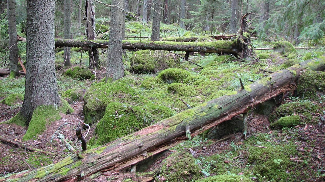 Bilden är från Skogsstyrelsen och föreställer en skog med höga naturvärden.