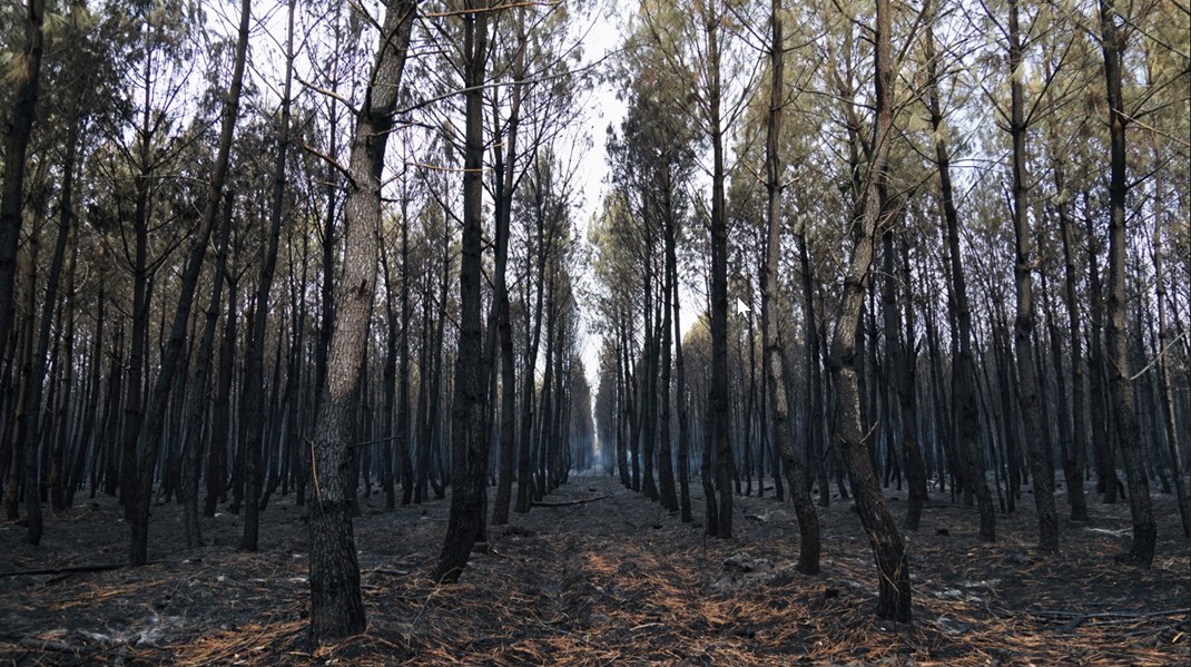 Svårare nå klimatmål när kolförrådet i växande skog inte ökar lika snabbt 