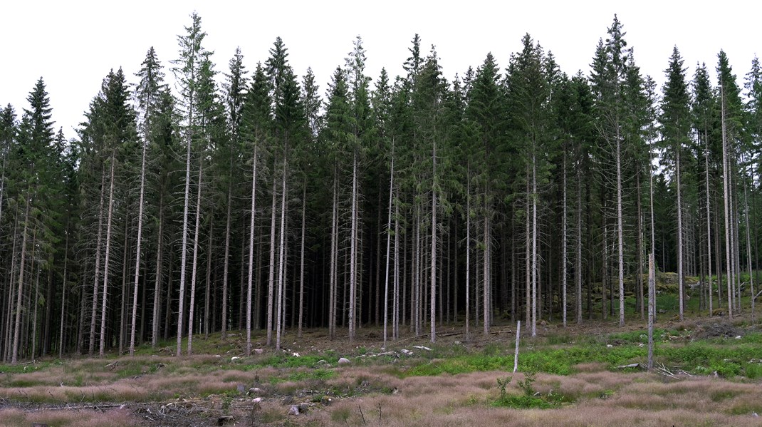 Naturskyddsföreningen och WWF: Skogsstyrelsen bryr sig mer om skogsnäringens synpunkter än våra