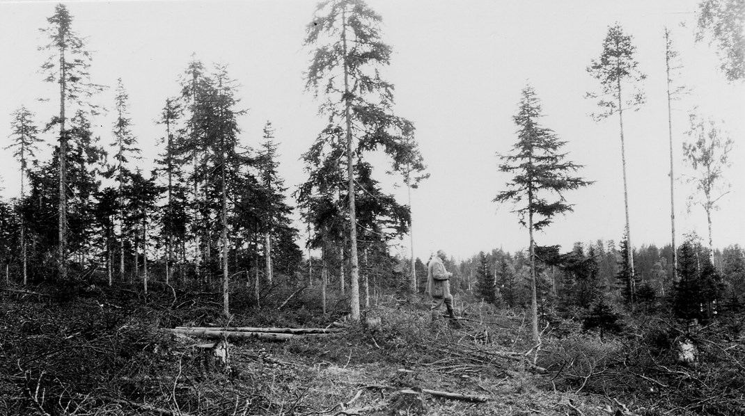 Skog i Västernorrlands län, Anundsjö socken, 1922.