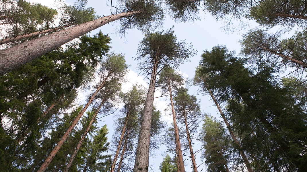 När det gäller skydd av skog bör det koncentreras till områden med goda förekomster av rödlistade arter och substrat och där strukturerna är de rätta, skriver debattören.