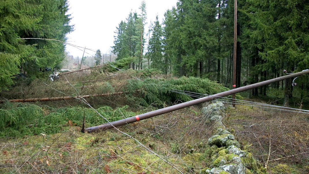 Stomen Gudrun år 2005 skapade massiva elavbrott i södra Sverige. Här en förstörd ledning utanför Broby i Skåne.