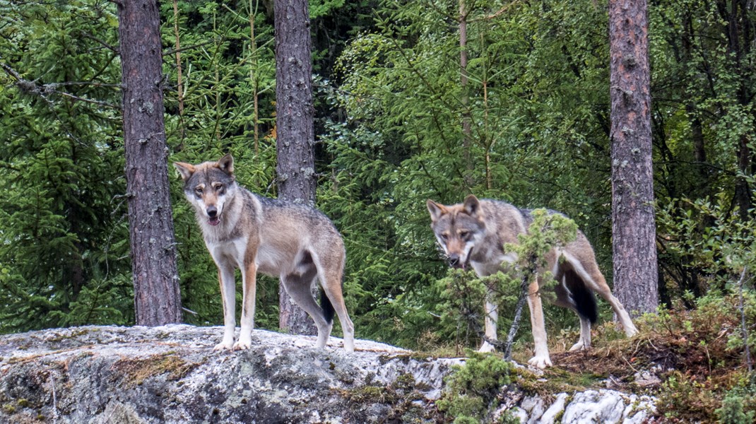 Konflikten om vargen löses inte med gevär, menar debattörerna.