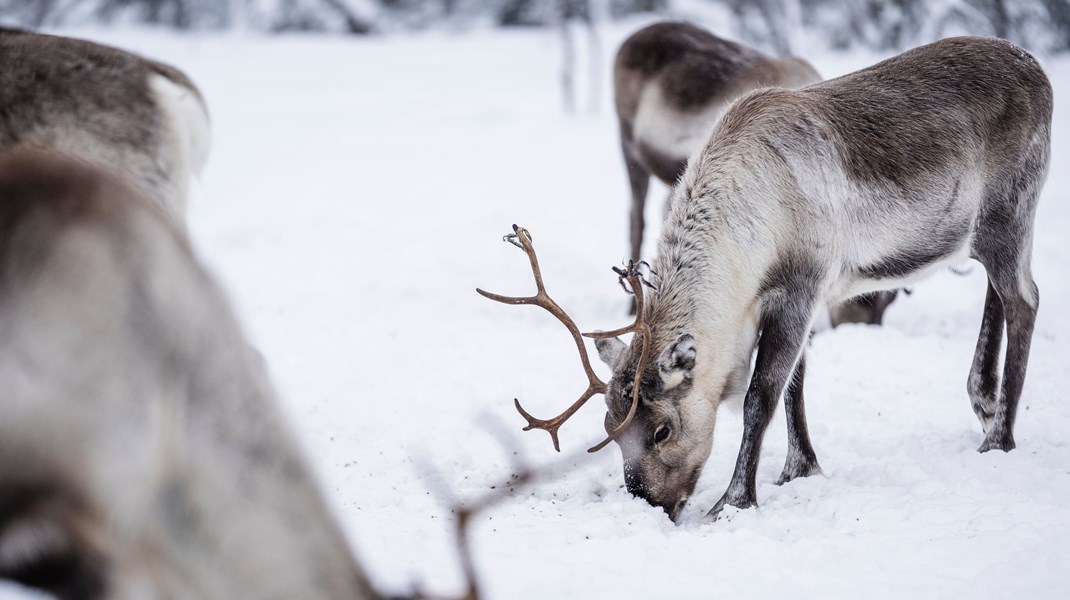 Sveaskog anklagas för att pressa samebyar