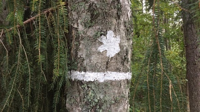 Skogsstyrelsen och Naturvårdsverket har tagit fram nya, tillfälliga riktlinjer, för arbetet med formellt skydd av skog baserat på frivillighet. Men Naturvårdsverket varnar för att de minskade anslagen kan försvåra det nya arbetssättet, eftersom det skapar osäkerhet bland markägarna när det går att få sina pengar.