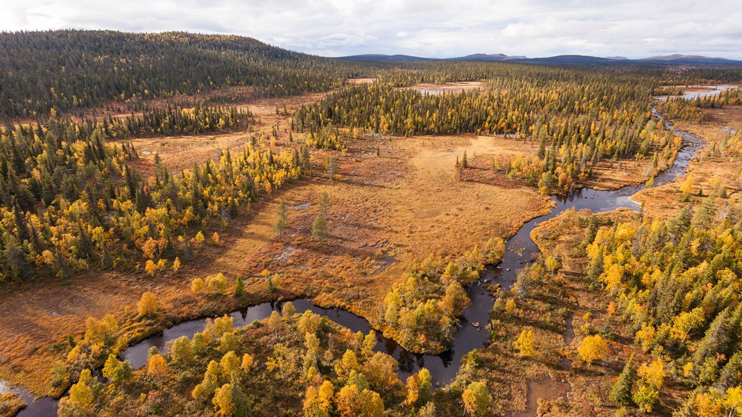 Njallaberget i Arjeplog är ett av de områden som nu ska bli naturreservat. Ett område med barrblandskogar dominerad av gran. Skogen är till stora delar mellan 150 och 200 år gammal, uppväxt efter brand. 