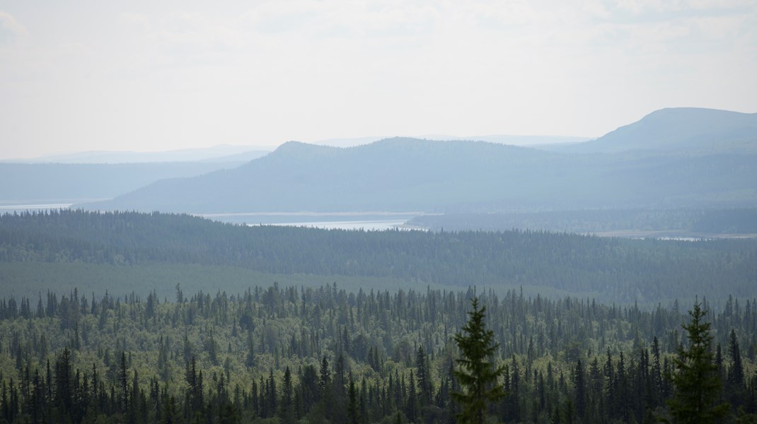 Att det nu är klart med Sveaskogs marker är mycket positivt och att bolaget bejakar de höga värdena ska de ha erkänsla för, skriver Skydda skogen.