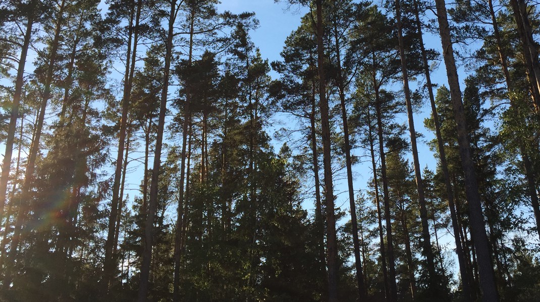 Naturskyddsföreningen tar strid när Skogsstyrelsen ändrar i kartor