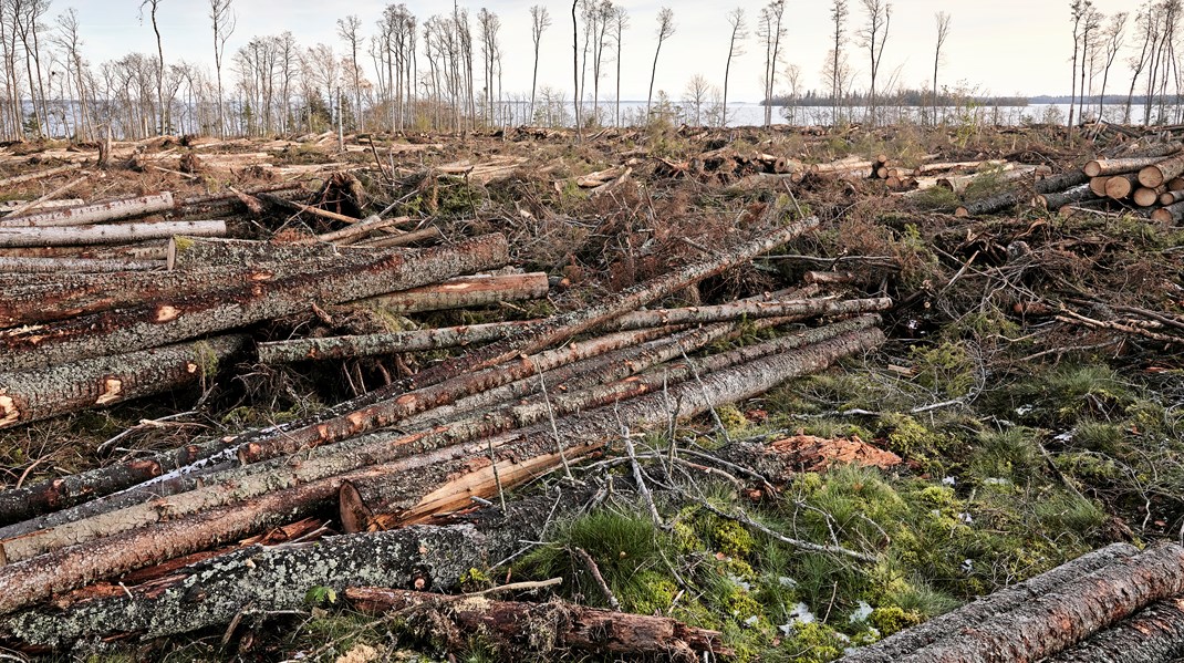 Slutreplik: Skydda skogen har fel utgångspunkt i debatten om biobränslens klimatpåverkan