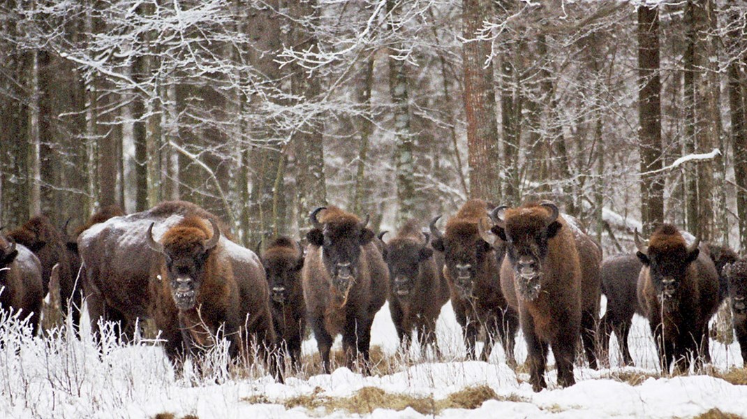 Skogssällskapet vill testa vilda visenter i svenska skogar 