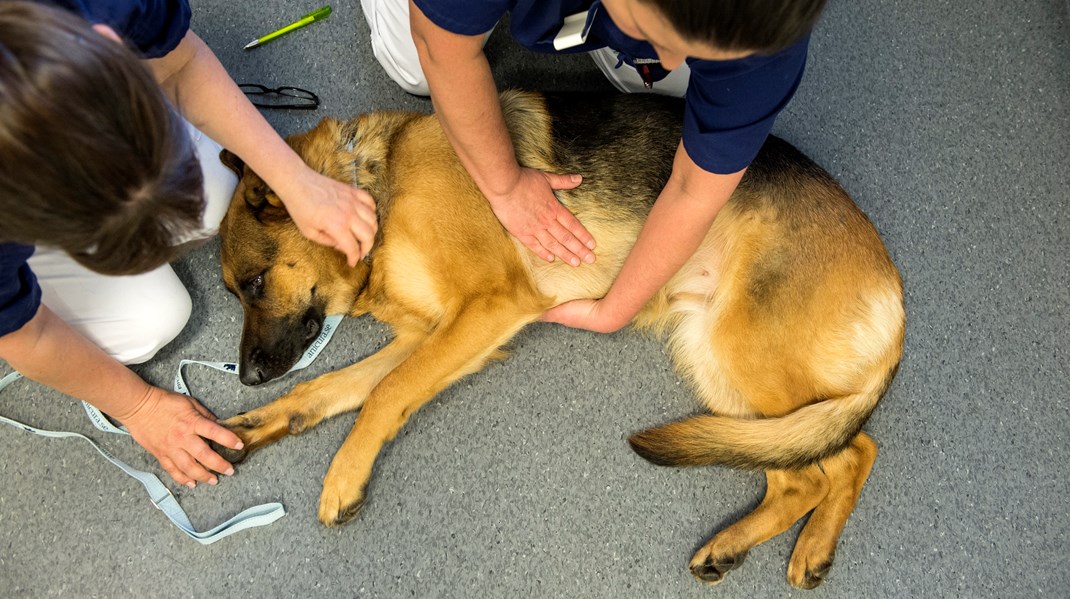 Gröna arbetsgivare framförde också till utredningen att vi önskade se utökade befogenheter för djursjukskötare för att de skulle kunna avlasta veterinärerna på ett bättre sätt, något som tyvärr inte förts fram som ett konkret förslag. Det skriver debattören.