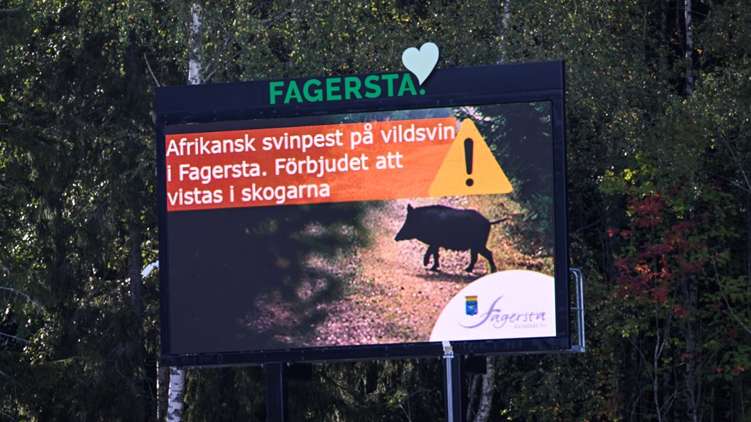 Avfallsanläggningar med tjuvaktiga vildsvin gick under SVA:s radar