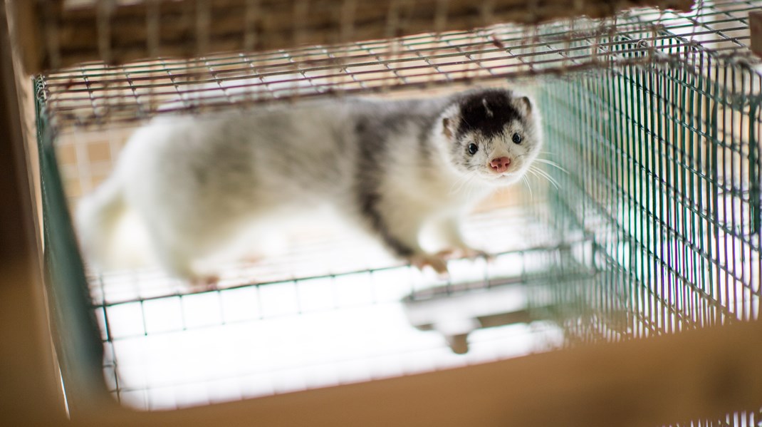 Regeringen och SD vill förbjuda pälsfarmer