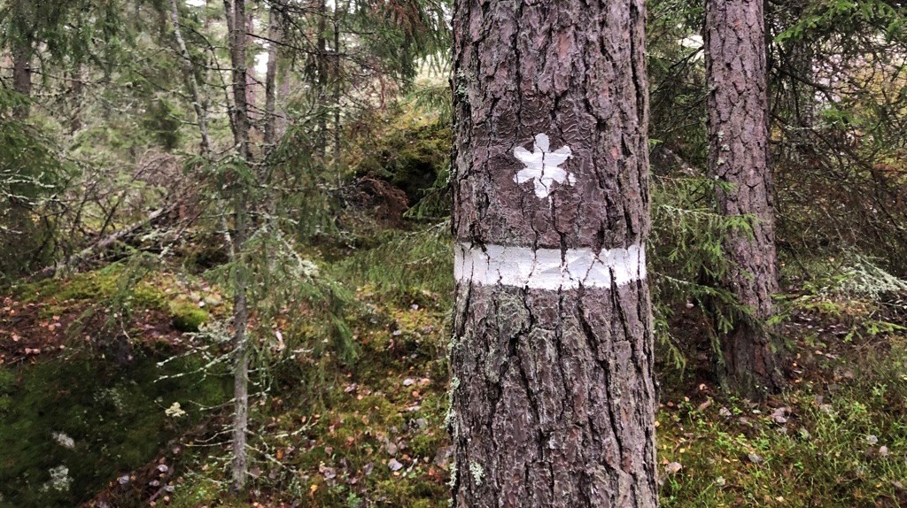 Mer pengar till skydd av värdefulla skogar oroar LRF