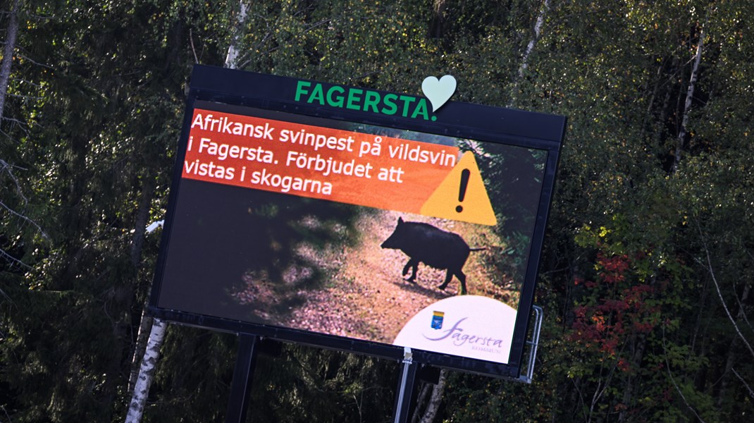 Låt inte vildsvinen fortsätta förpesta tillvaron på landsbygden