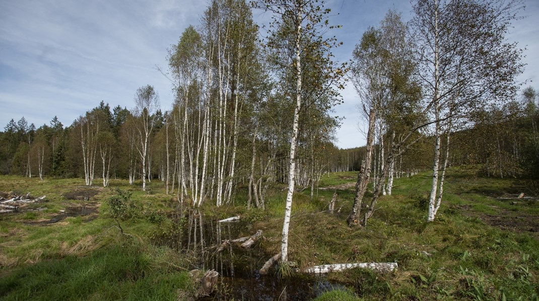 Ny information om kolsänkeförrådet i skog och mark kan presenteras under fredagen. Då blir EU-hemläxan för regeringen än tydligare.