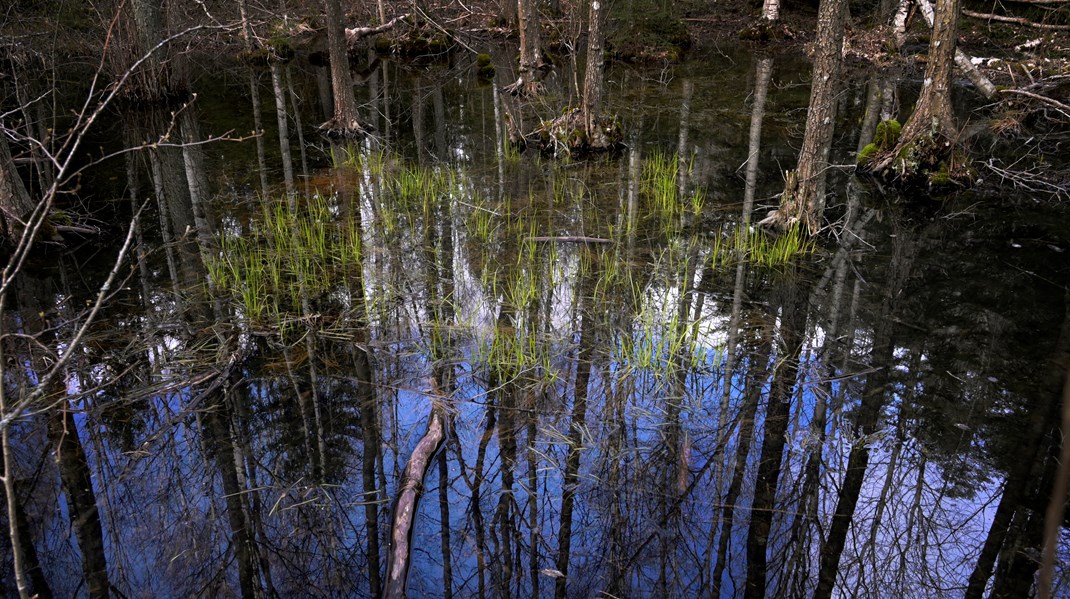 Lagen om naturrestaurering har passerat miljöutskottet, i februari väntar ett tuffare nålsöga – votering i plenum.