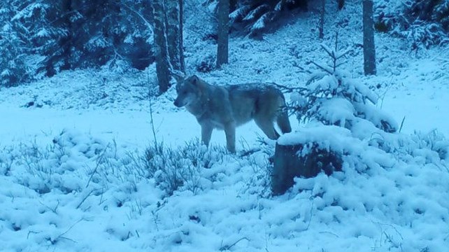 Vargen är fotograferad i Skåne och har sannolikt ingenting att göra med de revir som nämns i artikeln.