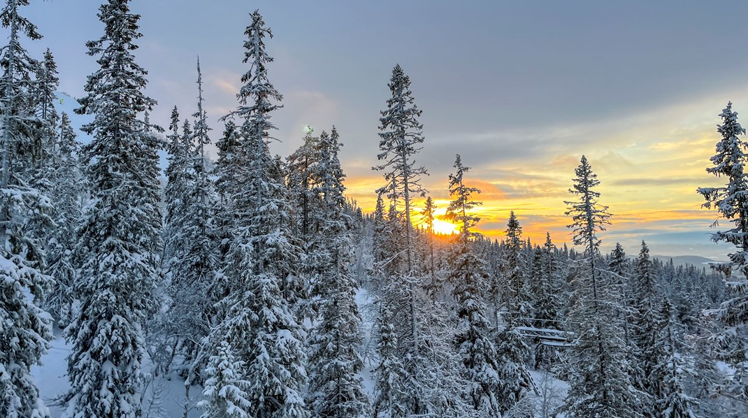 Skogsstyrelsen har dragit sig tillbaka för att analysera domen. Men LRF Skogsägarna, Skydda skogen och Naturskyddsföreningen har sin uppfattning klar.