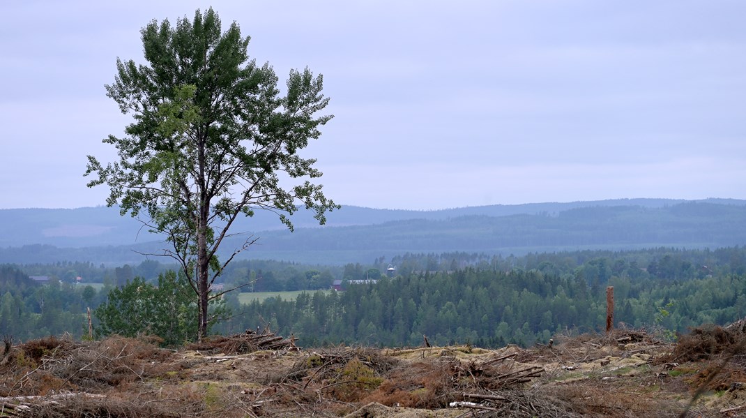 Det behövs förtydliganden i regelverket om att skogsägare och andra verksamhetsutövare behöver arbeta förebyggande så att fridlysningsreglerna inte överträds, skriver debattören.