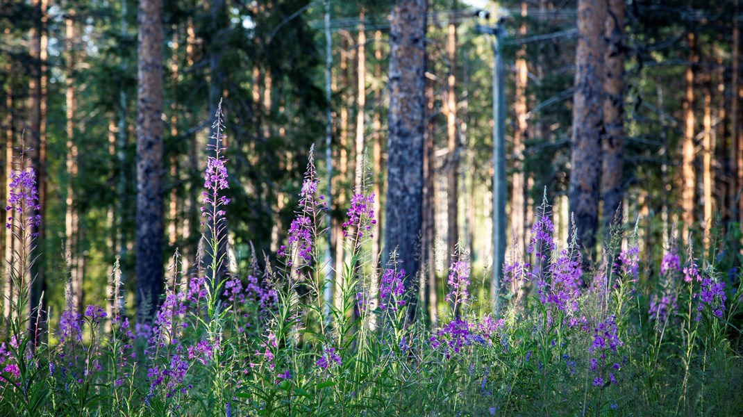 Replik: Gör det ekonomiskt lönsamt för markägare att gynna naturvärden