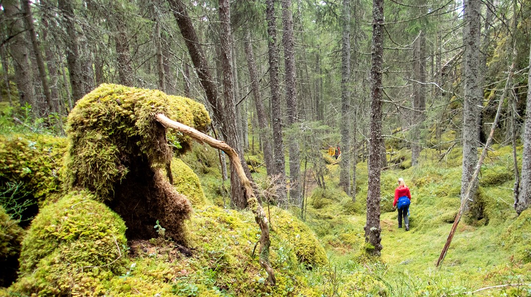 ”Och frågan är större än storleken på några sällsynta insekter. Förändringarna har skett på landskapsnivå, som när Europas vidsträckta lövskogar reducerades till en spillra”, skriver debattören.