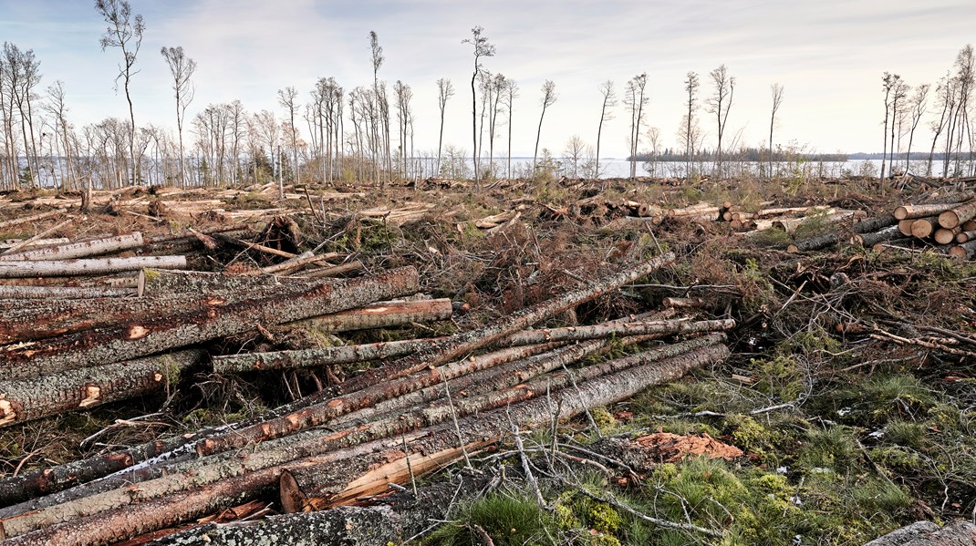 Skogsprofessor: Svenska skogsägare får reglerad frihet och mycket ansvar