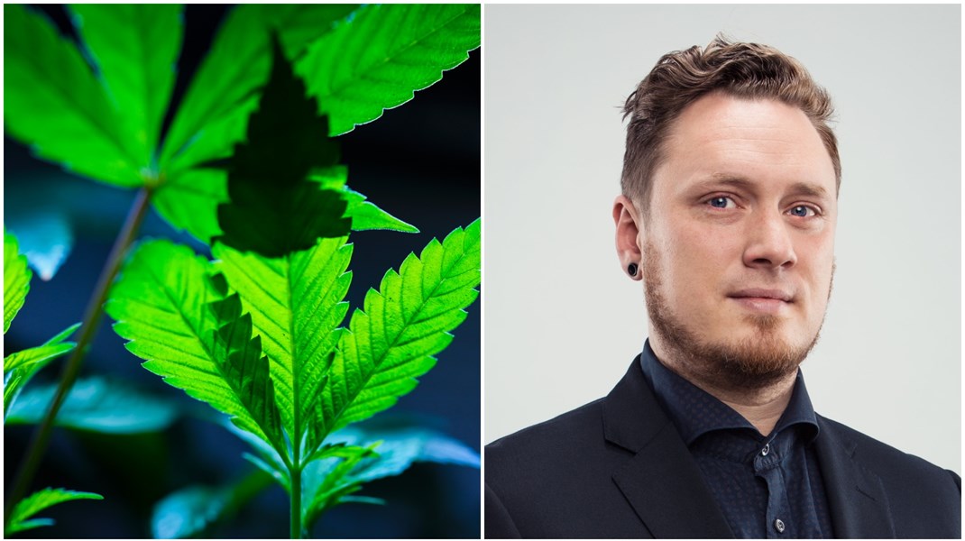 Replik: Professor sprider skräckpropaganda om cannabis