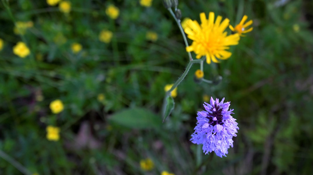 Rödlistade arter är som människans kanariefågel i gruvan som varnar om naturens ohälsa, skriver debattörerna.