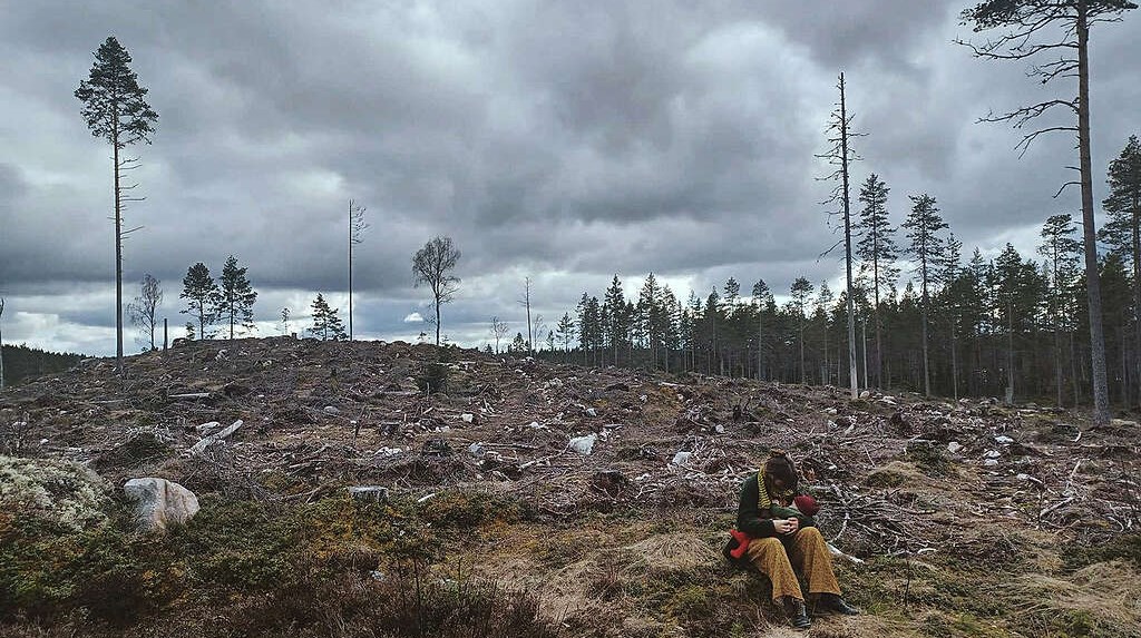 Sveriges fulaste kalhygge ska utses – omröstningen är igång 