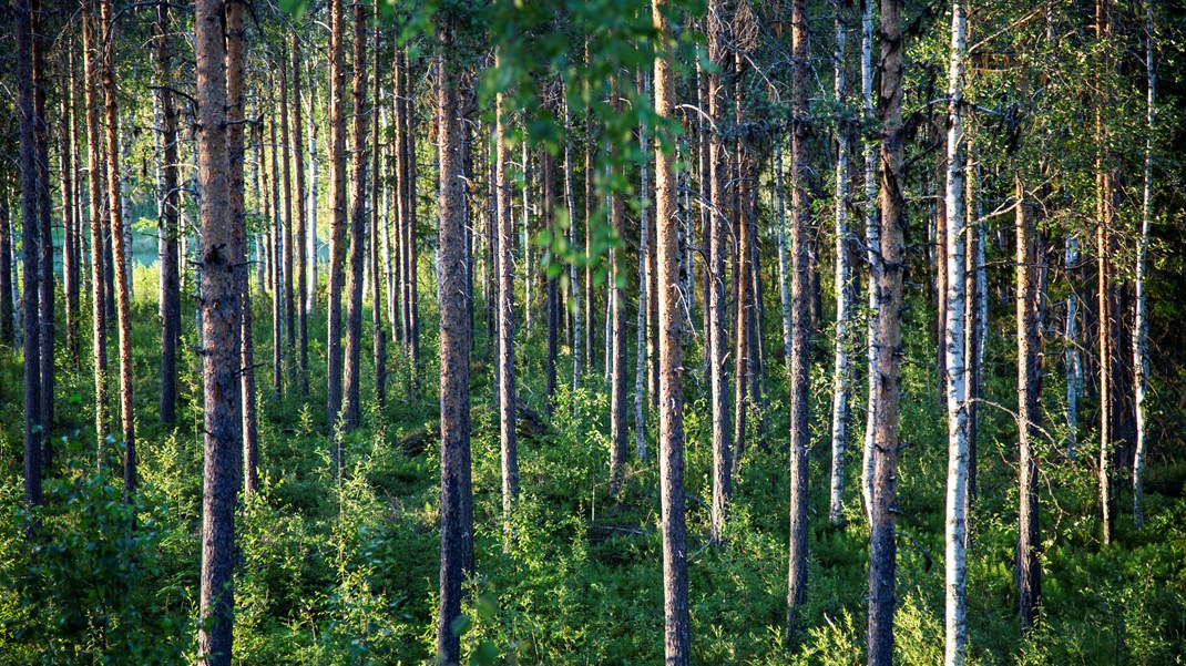 ”Inget nämns om återkomst av knärot i växande bestånd”, skriver debattörerna. 