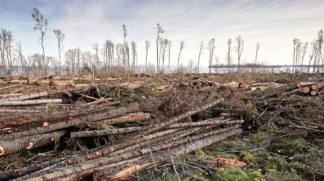 Enligt Skogsstyrelsens förslag ska gammal skog vara skog med barrträd och ädelllöv som är från 180 eller 160 år, beroende på del av Sverige, för andra lövträd gäller från 120 år och äldre.