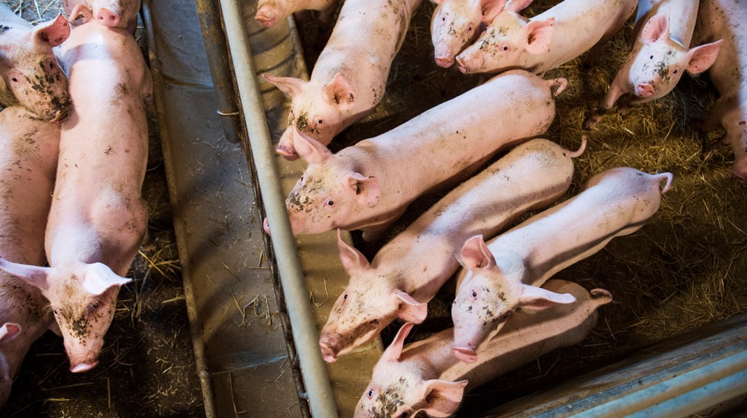 Djuruppfödning ökar utsläppen, skriver debattörerna.