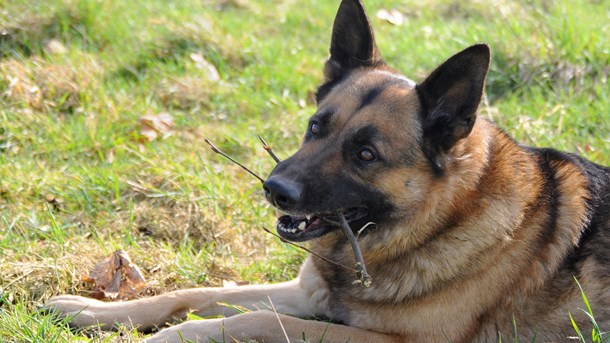 Vakter vid kärnkraftverk får vapen och hund