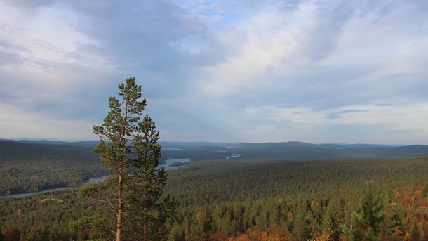 Även forskarna har lämnat Skogsstyrelsens grupparbete