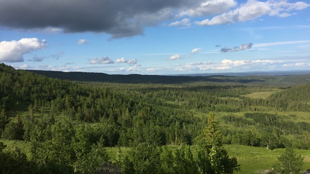 Fjällnära skogar hård nöt för Skogsstyrelsen