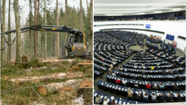 Skogsbeslut ses som nordisk seger