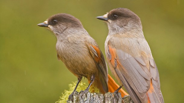 Rådslag mellan myndigheter efter skogsdom